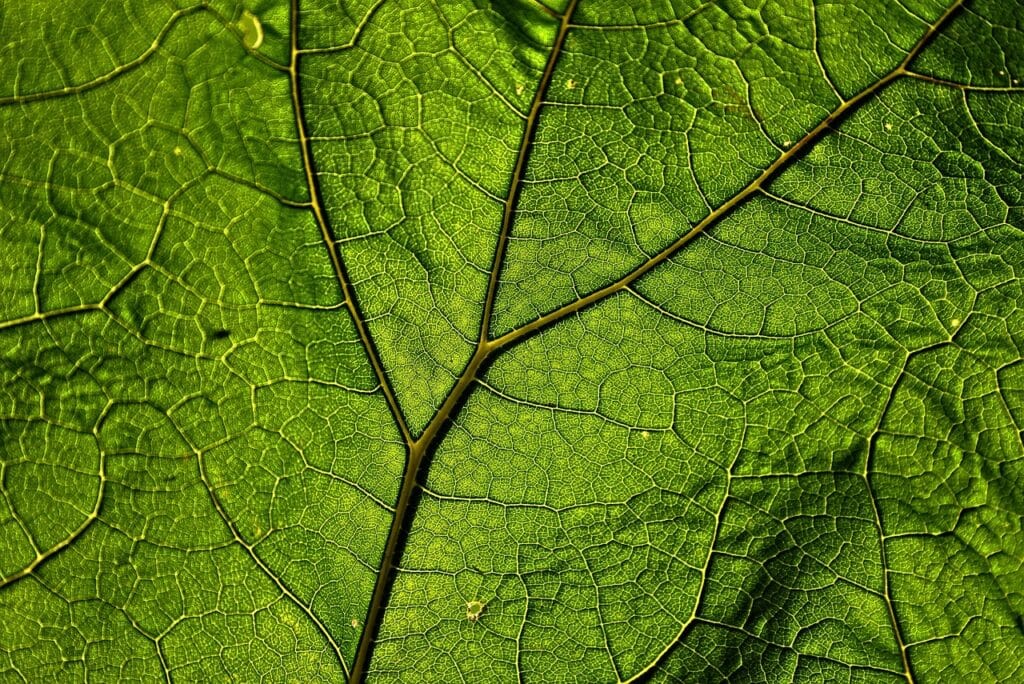 butterbur, leaf, leaf veins-3469942.jpg